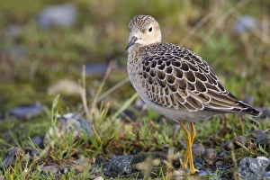 Images Dated 14th September 2011: Buff Breasted Sandpiper - Autumn migrant