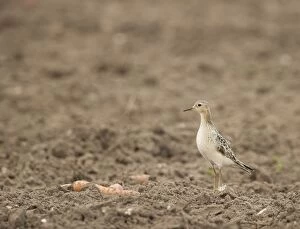 Images Dated 26th August 2005: Buff-breasted Sandpiper -On farmland carrot field - Aug - Norfolk UK
