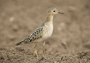 Images Dated 27th August 2005: Buff-breasted Sandpiper -On farmland carrot field - Aug - Norfolk UK