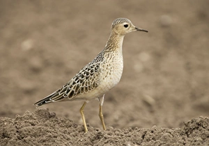 Images Dated 27th August 2005: Buff-breasted Sandpiper -On farmland carrot field - Aug - Norfolk UK