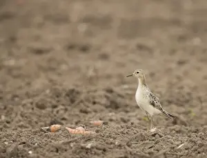 Buff-breasted Sandpiper -On farmland carrot field - Aug - Norfolk UK