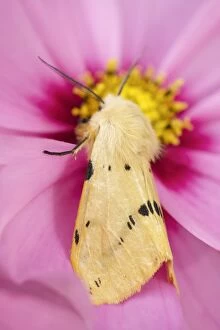 Ermine Gallery: Buff Ermine Moth on Cosmos flower, Norfolk UK