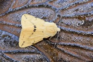 Butterflies And Moths Gallery: Buff Ermine Moth - male - Summer
