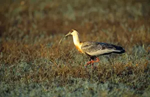 Ibises Prints: Buff-necked Ibis - South America