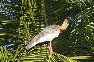 Images Dated 21st October 2011: Buff-necked Ibis / White-throated Ibis