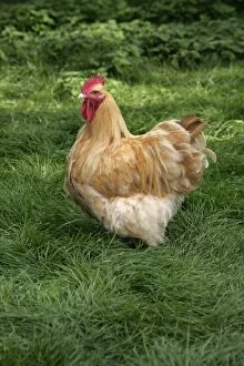 Chickens Gallery: Buff Orpington cock Warwickshire