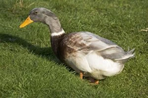 Buff Orpington ducks