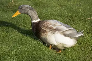 Gloucestershire Prints: Buff Orpington ducks Cotswold Farm Park, Temple Guiting, Gloucestershire, UK