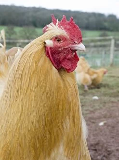 Bantam Gallery: Buff Pekin Bantam - male Chicken