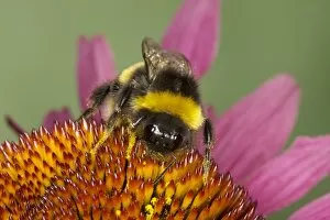 Images Dated 9th August 2009: Buff-tailed Bumblebee - feeding on Echinacea Flower Bombus terrestris Essex, UK IN000829