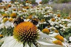 Buff-tailed Bumblebee - feeding on Echinacea flower Bombus terrestris Essex, UK IN001308