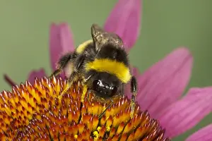 Bumblebee Prints: Buff-tailed Bumblebee - feeding on Echinacea Flower Bombus terrestris Essex, UK IN000829