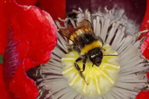 Buff-tailed Bumblebee - on Opium Poppy Flower Bombus terrestris Essex, UK IN001111 Date: 20-Jun-19