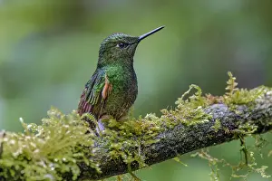 Ecuador Prints: Buff-tailed Coronet, Ecuador. Date: 26-07-2021