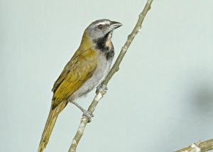 Images Dated 8th June 2006: Buff-throated Saltator