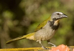 Images Dated 2nd March 2006: Buff-throated Saltator. Costa Rica