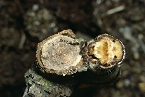 Buff Tip Collection: Buff Tip Moth On broken twig