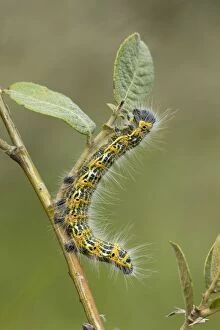 Bucephala Gallery: Buff Tip - moth caterpillar feeding on food plant - August