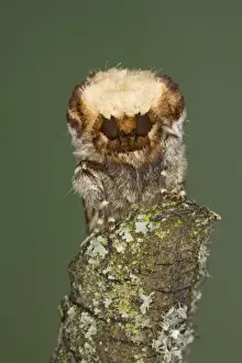 Look Alike Prints: Buff-tip Moth - demonstrating camouflage - Essex, UK IN000939