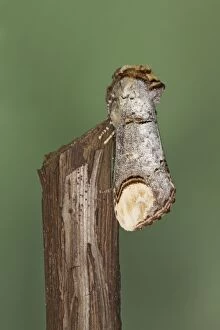 Images Dated 6th July 2010: Buff-tip Moth - Essex, UK IN000890