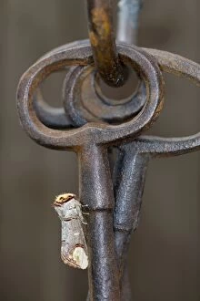 Buff Tip Moth - on Ornamental Keys