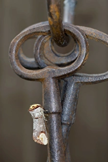 Buff Tip Collection: Buff Tip Moth - on Ornamental Keys - UK