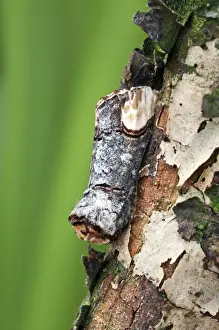 Look Alike Prints: Buff-tip Moth - Resting on tree trunk - Lincolnshire - England