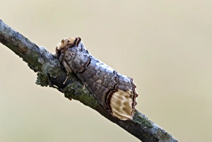 Buff Tip Collection: Buff-tip Resting on thin branch Aggtelek National Park Hungary