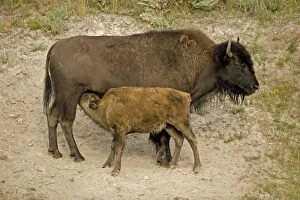 Buffalo / Bison - calf nursing
