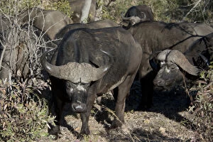 Buffalos Gallery: Buffalo - herd - Kruger National Park, Transvaal