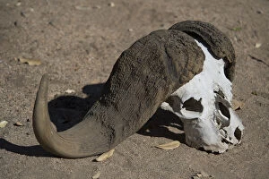 Caffer Gallery: Buffalo skull - on ground - Kruger National Park