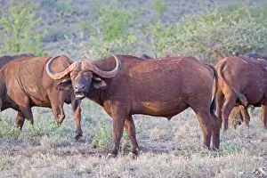 Syncerus Prints: Buffalo - Tsavo East National Park Kenya