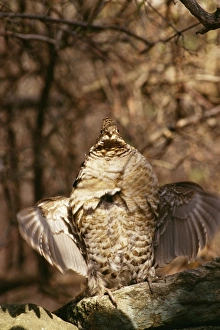 Images Dated 1st September 2004: Buffed Grouse Grouse drumming on stone wall