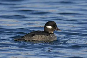 Bufflehead