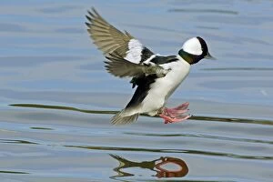 Images Dated 14th March 2005: Bufflehead duck drake - landing in small lake. Oregon, Pacific Northwest. tpl521