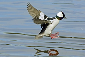 Images Dated 14th March 2005: Bufflehead duck drake - landing in small lake. Oregon, Pacific Northwest. tpl521