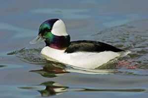 Images Dated 14th March 2005: Bufflehead duck - drake Oregon, Pacific Northwest. tpl575