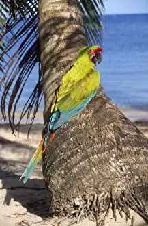 Macaws Prints: Buffon's Macaw / Great Green Macaw Distrubution Honduras (Caribbean) to Ecuador
