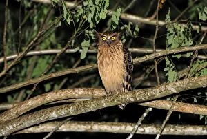 Images Dated 18th November 2007: Buffy Fish Owl