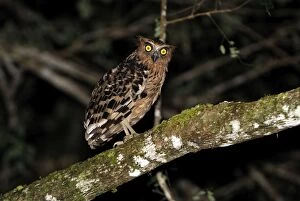 Images Dated 18th November 2007: Buffy Fish Owl