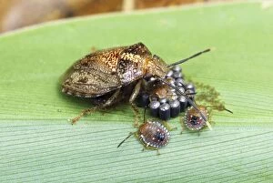 Bug (Heteroptera) with eggs and hatched larvae (Heteroptera)