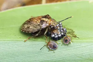Bugs Prints: Bug (Heteroptera) with eggs and hatched larvae Cahuita N. P. Costa Rica