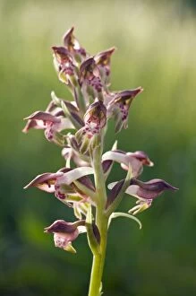 Bug Orchid