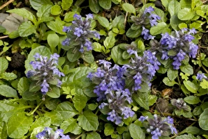 Images Dated 19th June 2006: Bugle