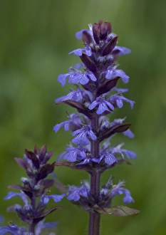 Images Dated 1st May 2005: Bugle in flower