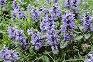 Images Dated 29th December 2005: Bugle - in flower
