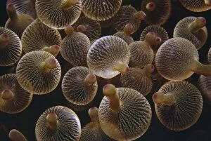 Images Dated 10th October 2007: Bulb-tentacle Anemone - also know as Bubble-tip Anemone Indo Pacific