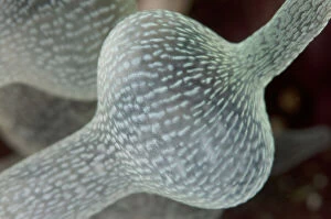 Bulb Tentacle Sea Anemone - White Arrow dive