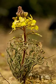 Spiral Prints: Bulbine torta, near Nieuwoudtville, Cape, South Africa