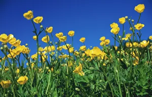 Bulbous BUTTERCUP